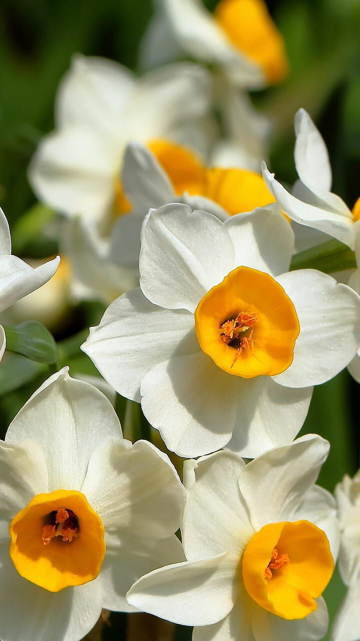 , 36 daffodils, Flower phone wallpaper
