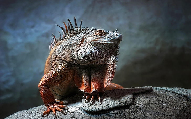 Lizard KDE store wallpaper