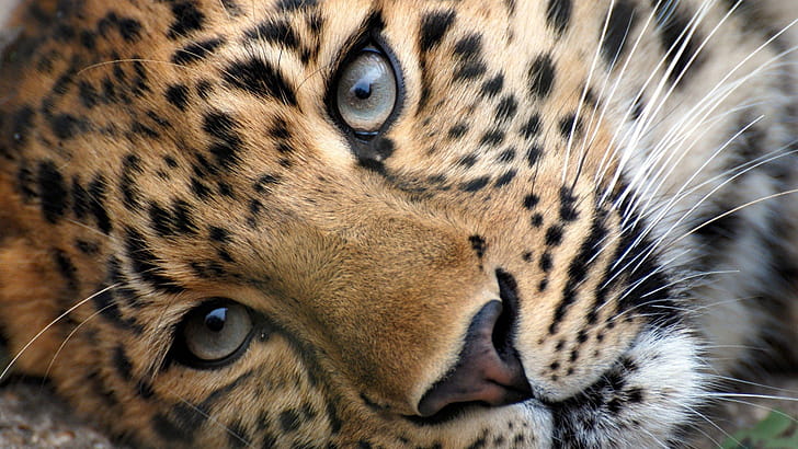 Leopard Face, leopard, animals wallpaper