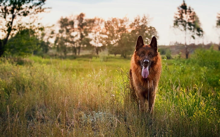 German Shepherd,  , Expert wallpaper