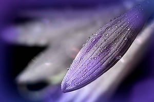 flower, macro wallpaper