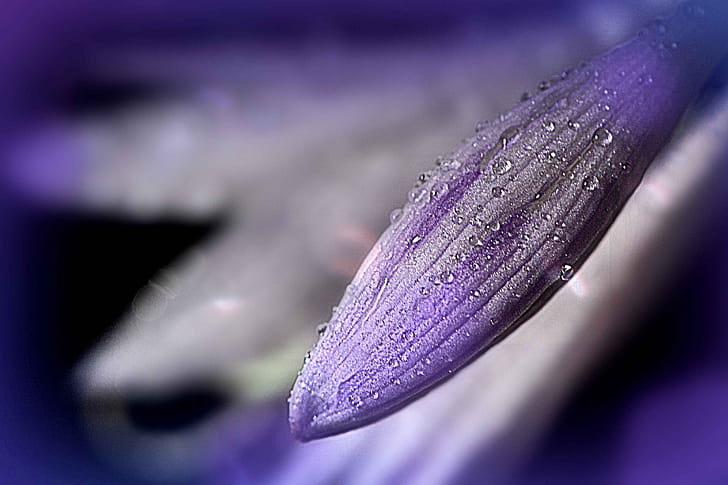 flower, macro wallpaper