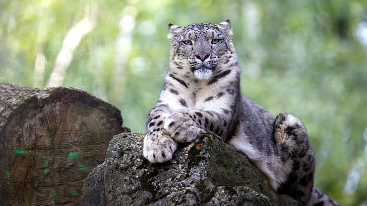 snow leopard , Background , Snow leopard wallpaper