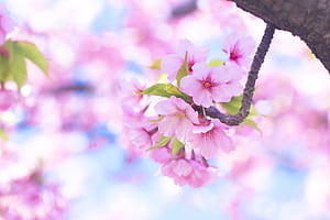 flower wallpaper
