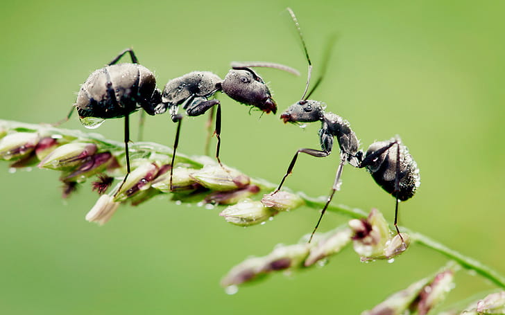 Carpenter, Ant wallpaper