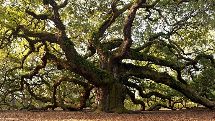 Ancient tree , Top  backgrounds wallpaper