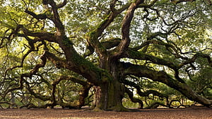 Ancient Tree , Yew Tree wallpaper