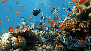 fish , Computer pixels wallpaper