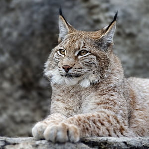 Red Lynx, Contrast MIUI theme, Tutorial, MTZfile phone wallpaper