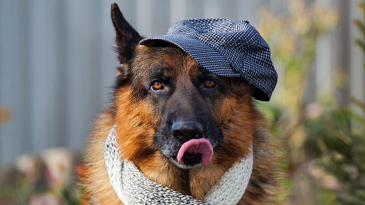German Shepherd,  resolution,   , Stunning visuals wallpaper