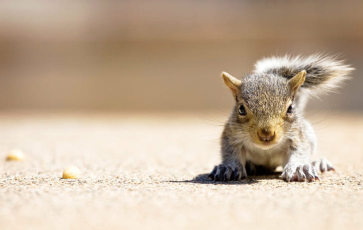 Chickaree, Squirrels wallpaper