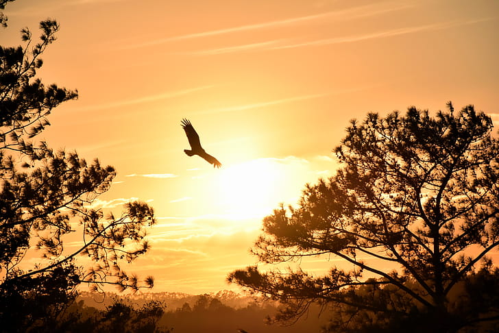Eagle Flying Towards Sunset , eagle, sunset, graphy wallpaper