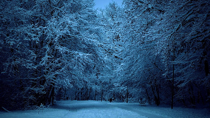 Snow, Winter, Night,  , Bench, Dusk,  , Forest, Tree wallpaper