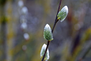 Flower, Willow Tree wallpaper