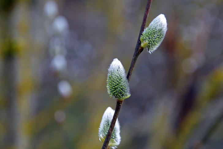 Flower, Willow Tree wallpaper