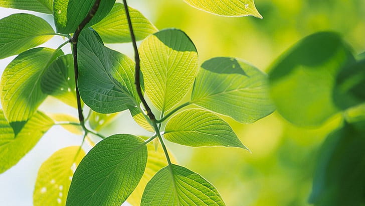 Leaf , Botanical elegance wallpaper