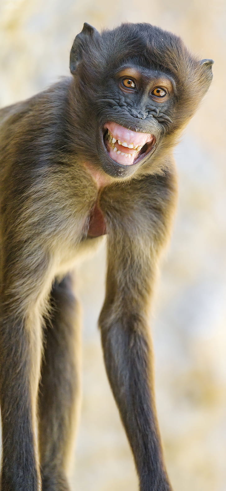 Mobile , Monkey , 22 monkey phone wallpaper
