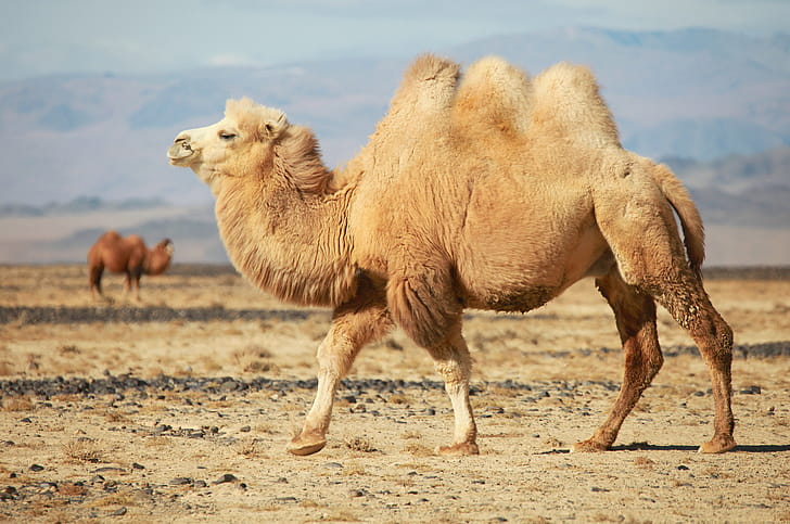 Apache camel, New features wallpaper