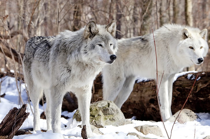 Gray Wolf, Body structure, Wolves wallpaper