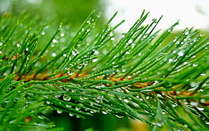 Needles, Pine Trees wallpaper