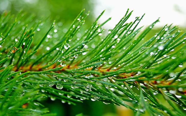 Needles, Pine Trees wallpaper