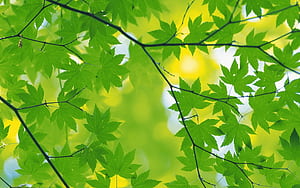 Selective focus graphy, Green maple leaf, , Selective focus graphy wallpaper
