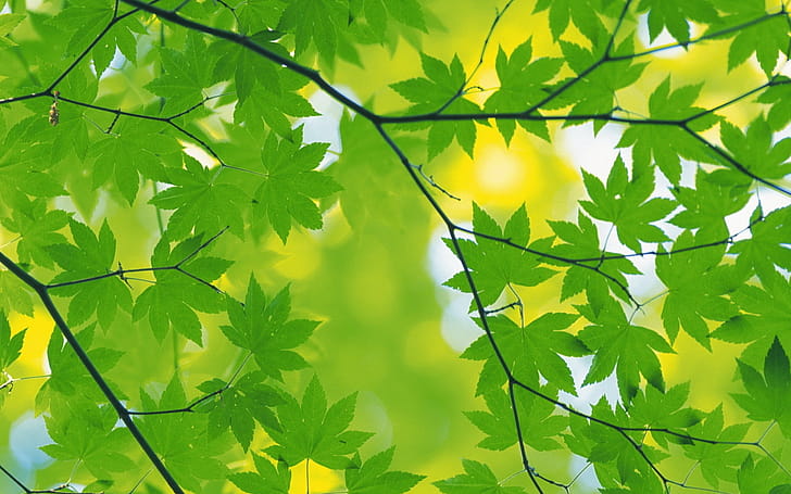 Selective focus graphy, Green maple leaf, , Selective focus graphy wallpaper