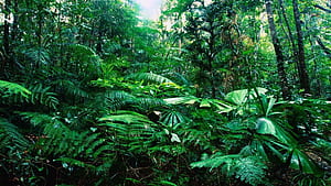 Rainforest , wallpaper