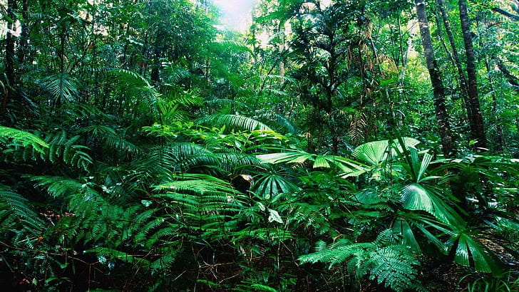 Rainforest , wallpaper