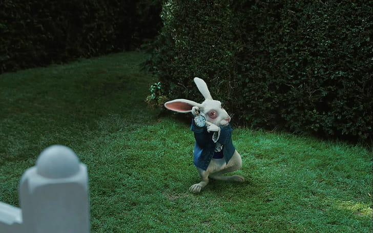 Rabbit, , Background wallpaper
