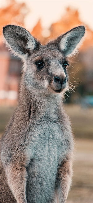 Kangaroo  iPhone,   , Kangaroo phone wallpaper