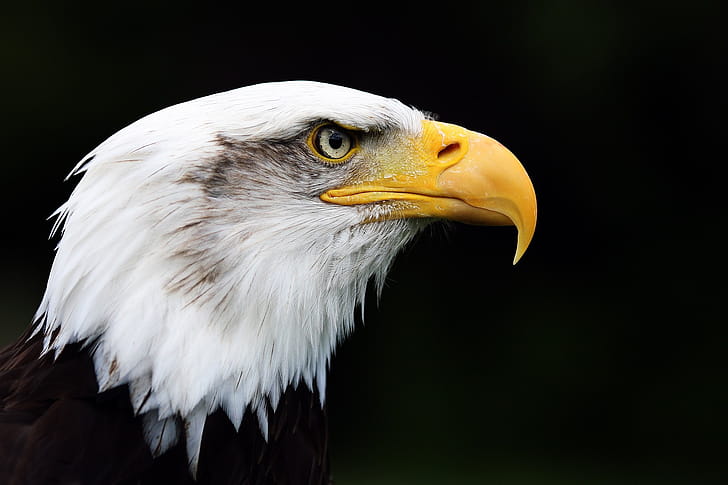Bald Eage, bald-eagle, eagle, animals wallpaper