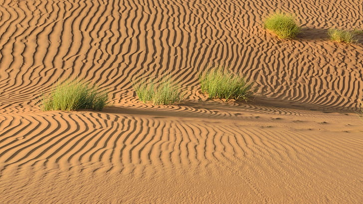 Grass, Deserts wallpaper