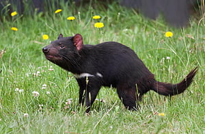Tasmanian Devil , Animal, Devil , HQ wallpaper