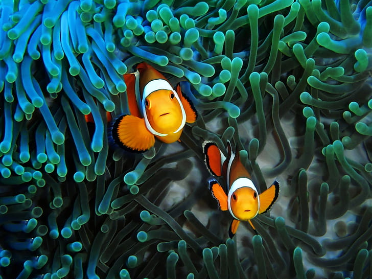 Couple, Clown Fish wallpaper