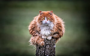 Wild Cat , cat, animals wallpaper