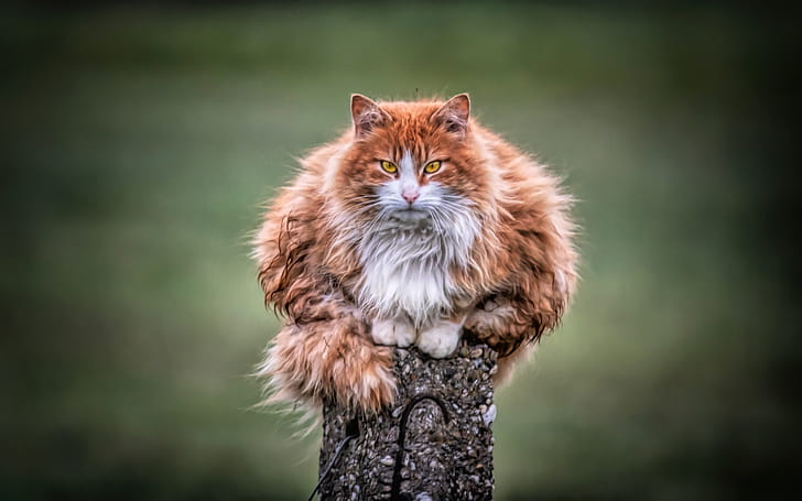 Wild Cat , cat, animals wallpaper