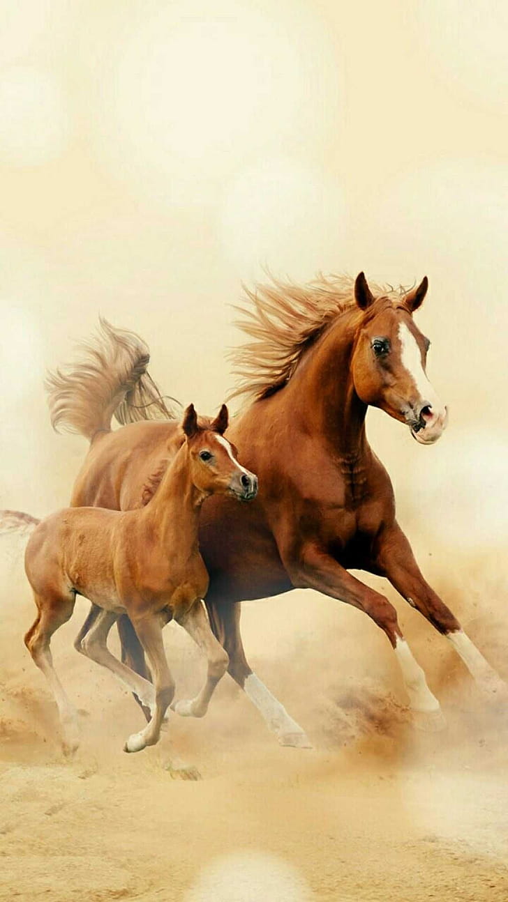 Foal, Horses phone wallpaper