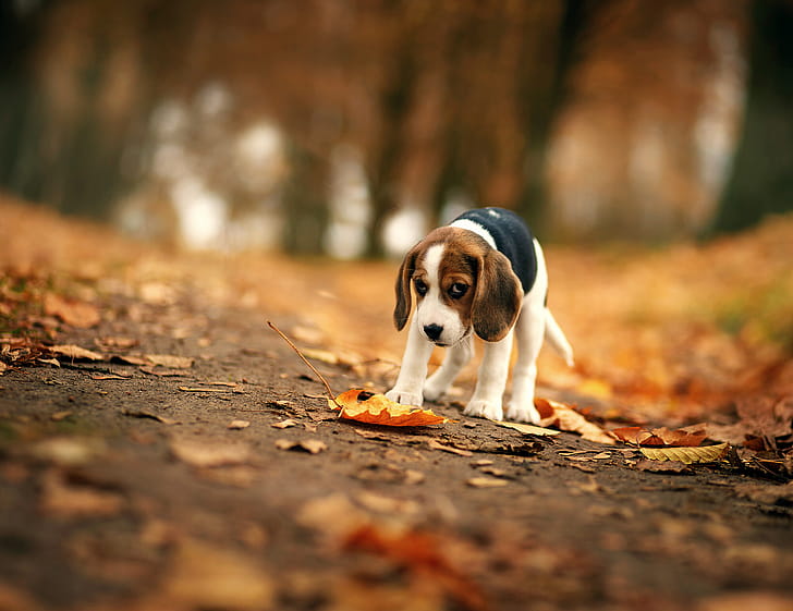 Autumn leaves, Beagles wallpaper