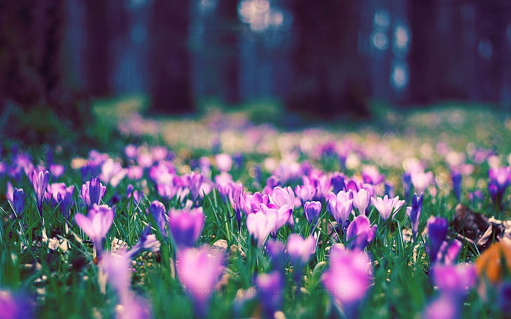 Crocus, Spring wallpaper