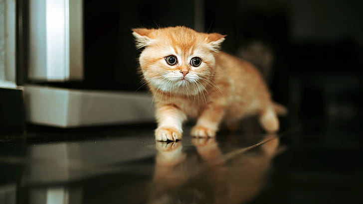 Cute kitten, , Pling com wallpaper