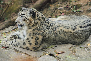 Snow Leopard, wallpaper