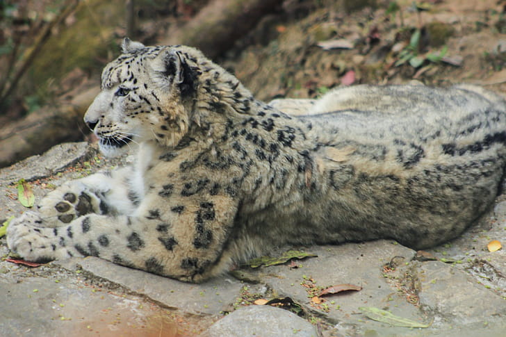 Snow Leopard, wallpaper