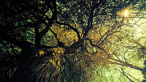 Tree wallpaper