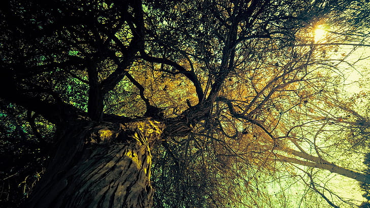 Tree wallpaper