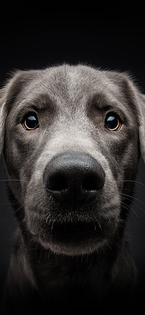 Dog  for iPhone,   , Source for , phone wallpaper