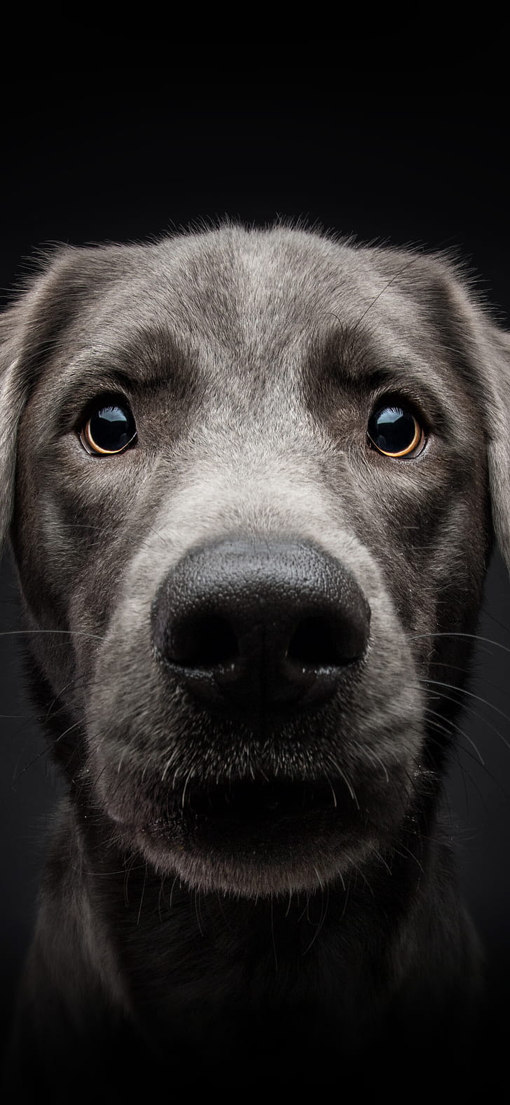 Dog  for iPhone,   , Source for , phone wallpaper