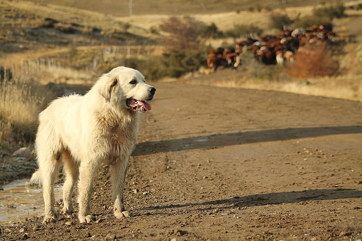Akbash Dog, Akbash dogs wallpaper