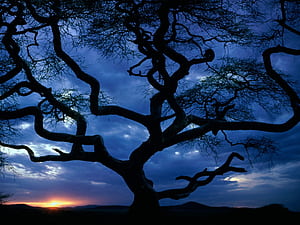 Tree,  , Trees wallpaper
