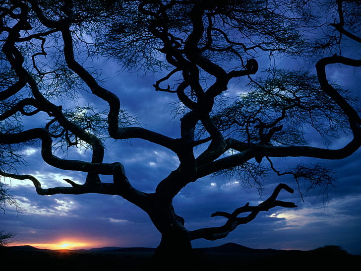 Tree,  , Trees wallpaper